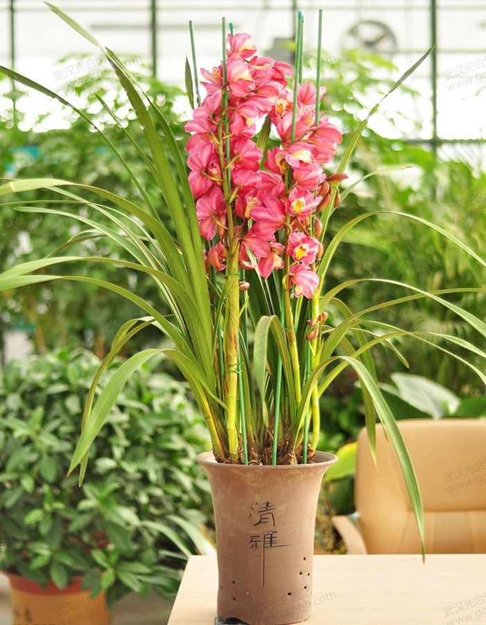 蕙兰 – 武汉绿植租赁_花卉租摆_100%全新植物租赁！
