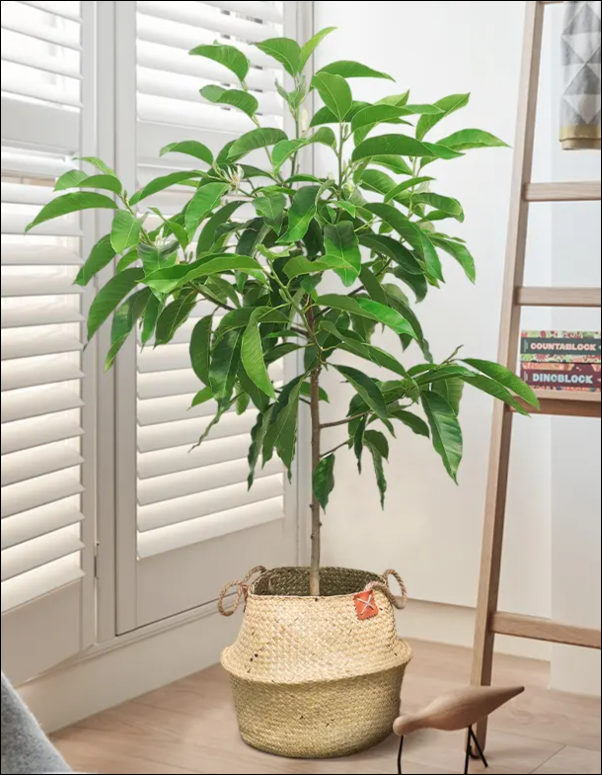 白兰树 – 武汉绿植租赁_花卉租摆_100%全新植物租赁!
